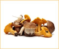 Pilze