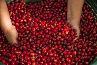 Hände halten eine große Menge frischer, roter Kaffeekirschen – Rohware für Kaffeeproduktion.